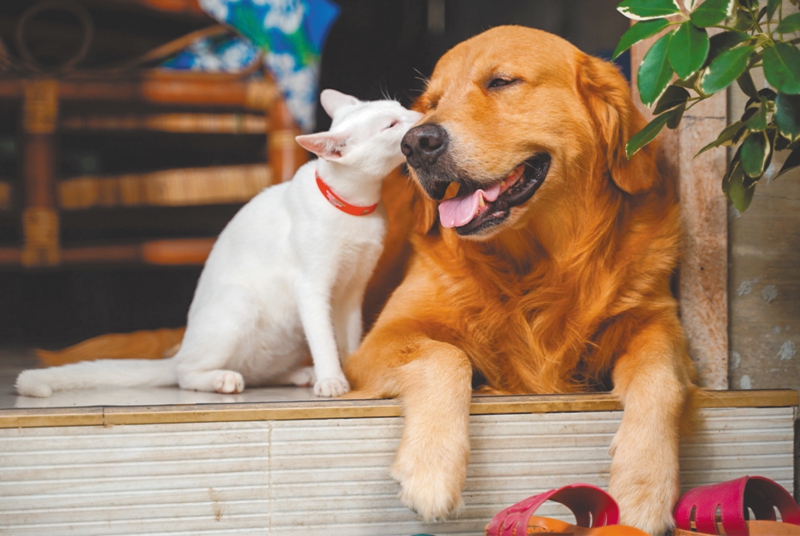 Mascota para adopción
